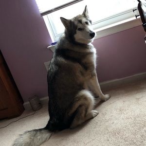 Meet your Posher, Simone